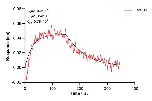 Biolayer interferometry (BLl) kinetic assay of <a class='green' href='/productredirect?CatalogNo=67477-2-Ig' target='_blank'>67477-2-Ig</a> against Human ERAP2 was performed. The affinity constant is 234 nM... Affinity and Kinetic Characterization of 67477-2-PBS