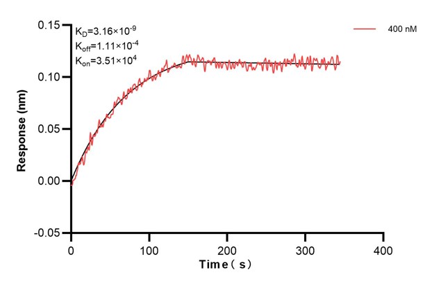 Biolayer interferometry (BLl) kinetic assay of <a class='green' href='/productredirect?CatalogNo=67477-3-Ig' target='_blank'>67477-3-Ig</a> against Human ERAP2 was performed. The affinity constant is 3.16 nM... Affinity and Kinetic Characterization of 67477-3-PBS