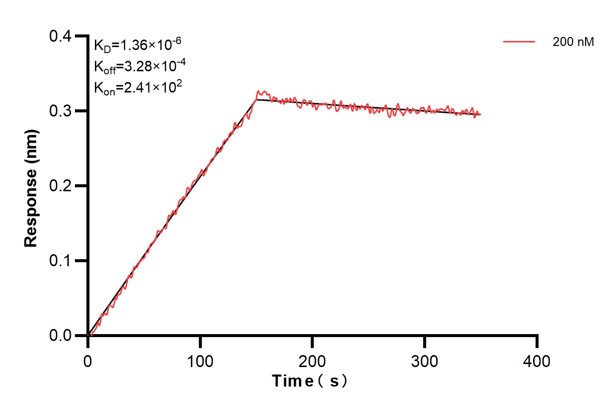 Biolayer interferometry (BLl) kinetic assay of <a class='green' href='/productredirect?CatalogNo=67572-4-Ig' target='_blank'>67572-4-Ig</a> against Human HSD3B2 was performed. The affinity constant is 13.6 nM. Affinity and Kinetic Characterization of 67572-4-PBS