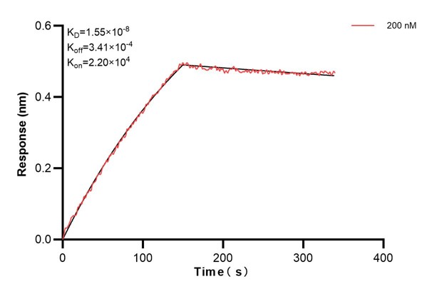 Biolayer interferometry (BLl) kinetic assay of <a class='green' href='/productredirect?CatalogNo=67572-5-Ig' target='_blank'>67572-5-Ig</a> against Human HSD3B2 was performed. The affinity constant is 15.5 nM. Affinity and Kinetic Characterization of 67572-5-PBS