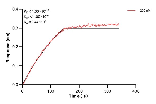 Biolayer interferometry (BLl) kinetic assays of <a class='green' href='/productredirect?CatalogNo=67599-2-Ig' target='_blank'>67599-2-Ig</a> against Human Prx5 were performed. The affinity constant is below 1 pM. Affinity and Kinetic Characterization of 67599-2-PBS