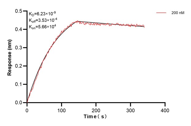 Biolayer interferometry (BLl) kinetic assays of <a class='green' href='/productredirect?CatalogNo=67599-3-Ig' target='_blank'>67599-3-Ig</a> against Human Prx5 were performed. The affinity constant is 6.23 nM. Affinity and Kinetic Characterization of 67599-3-PBS