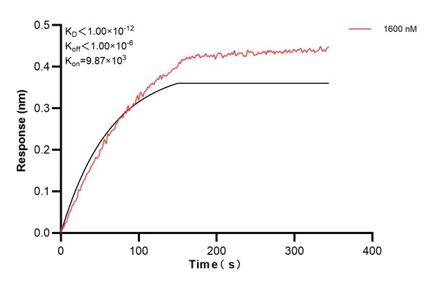 Biolayer interferometry (BLl) kinetic assays of <a class='green' href='/productredirect?CatalogNo=67605-2-Ig' target='_blank'>67605-2-Ig</a> against Human CD63 were performed. The affinity constant is below 1 pM. Affinity and Kinetic Characterization of 67605-2-PBS