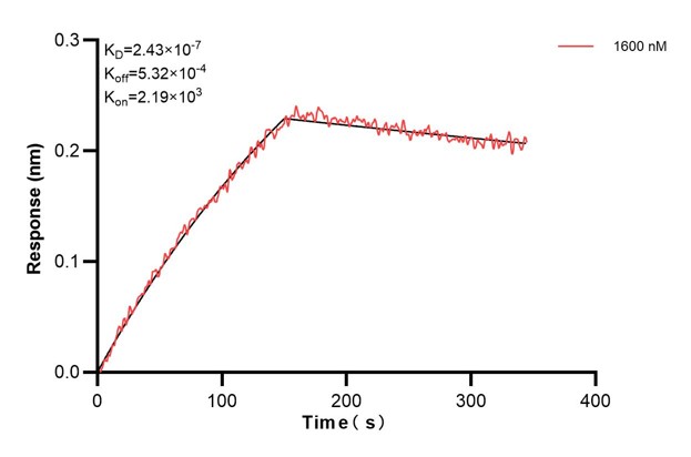 Biolayer interferometry (BLl) kinetic assays of <a class='green' href='/productredirect?CatalogNo=67605-4-Ig' target='_blank'>67605-4-Ig</a> against Human CD63 were performed. The affinity constant is 243 nM. Affinity and Kinetic Characterization of 67605-4-PBS