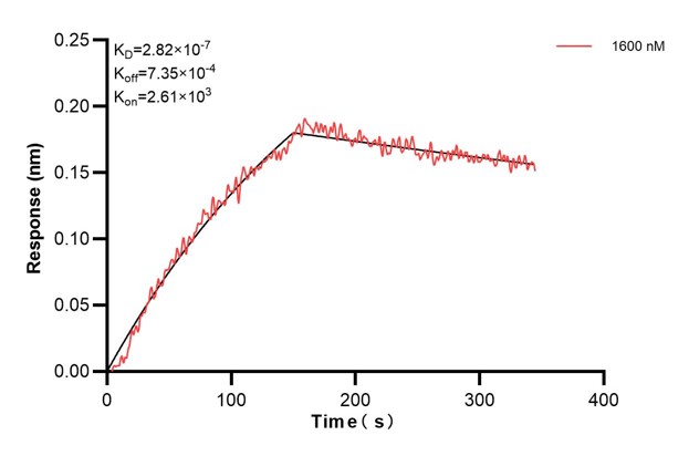 Biolayer interferometry (BLl) kinetic assays of <a class='green' href='/productredirect?CatalogNo=67605-5-Ig' target='_blank'>67605-5-Ig</a> against Human CD63 were performed. The affinity constant is 282 nM. Affinity and Kinetic Characterization of 67605-5-PBS
