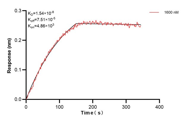 Biolayer interferometry (BLl) kinetic assays of <a class='green' href='/productredirect?CatalogNo=67605-6-Ig' target='_blank'>67605-6-Ig</a> against Human CD63 were performed. The affinity constant is 15.4 nM. Affinity and Kinetic Characterization of 67605-6-PBS