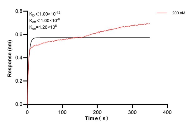 Affinity and Kinetic Characterization of 67616-1-Ig Affinity and Kinetic Characterization of 67616-1-Ig
