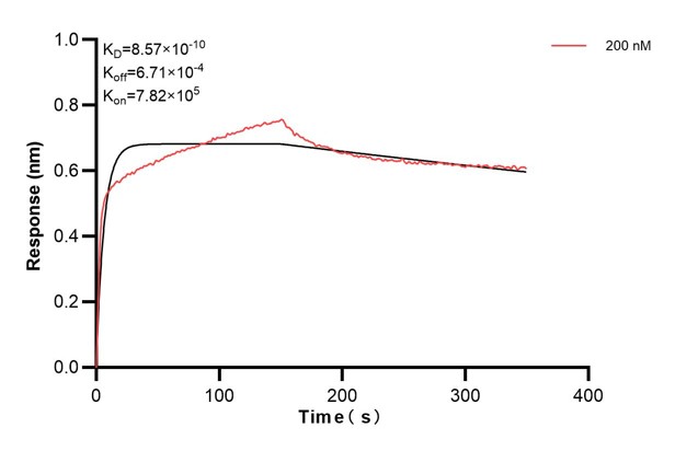 Affinity and Kinetic Characterization of 67616-2-PBS Affinity and Kinetic Characterization of 67616-2-PBS