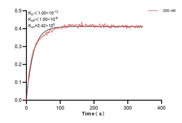 Affinity and Kinetic Characterization of 67647-1-Ig