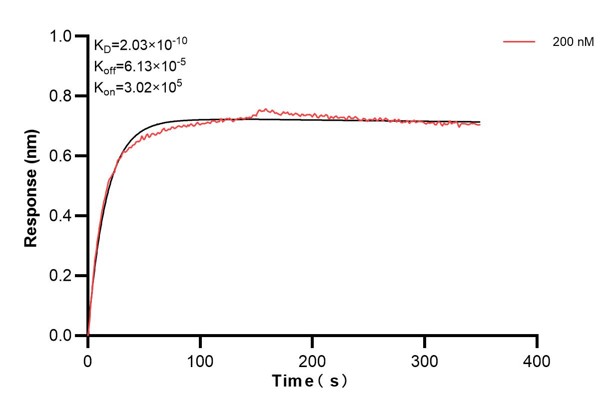 Biolayer interferometry (BLl) kinetic assay of <a class='green' href='/productredirect?CatalogNo=67765-2-Ig' target='_blank'>67765-2-Ig</a> against Human SAR1B was performed. The affinity constant is 0.203 nM. Affinity and Kinetic Characterization of 67765-2-PBS