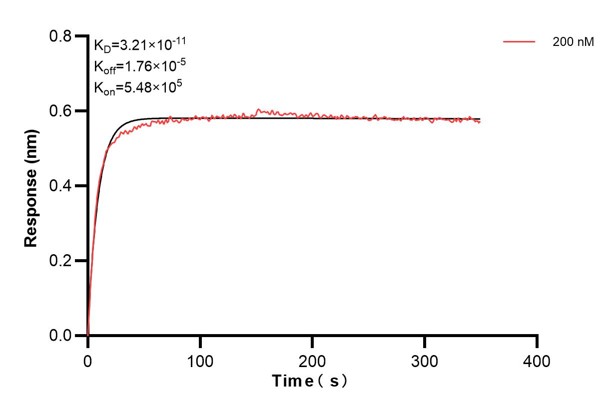 Biolayer interferometry (BLl) kinetic assay of <a class='green' href='/productredirect?CatalogNo=67765-3-Ig' target='_blank'>67765-3-Ig</a> against Human SAR1B was performed. The affinity constant is 32.1 pM. Affinity and Kinetic Characterization of 67765-3-PBS