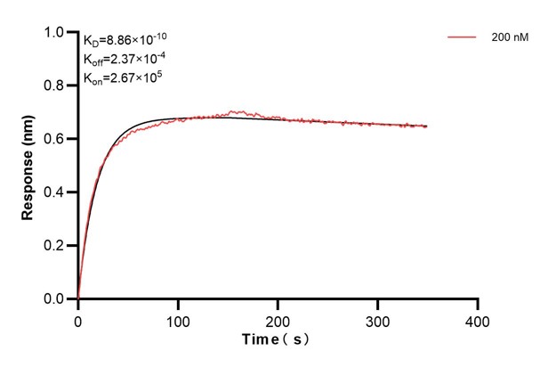 Biolayer interferometry (BLl) kinetic assay of <a class='green' href='/productredirect?CatalogNo=67765-4-Ig' target='_blank'>67765-4-Ig</a> against Human SAR1B was performed. The affinity constant is 0.886 nM. Affinity and Kinetic Characterization of 67765-4-PBS