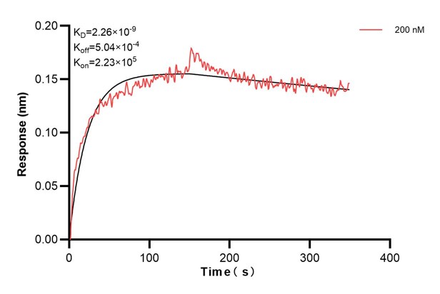 Biolayer interferometry (BLl) kinetic assay of <a class='green' href='/productredirect?CatalogNo=67765-5-Ig' target='_blank'>67765-5-Ig</a> against Human SAR1B was performed. The affinity constant is 2.26 nM. Affinity and Kinetic Characterization of 67765-5-PBS