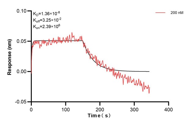 Biolayer interferometry (BLl) kinetic assays of <a class='green' href='/productredirect?CatalogNo=67787-2-Ig' target='_blank'>67787-2-Ig</a> against Human TK1 were performed. The affinity constant is 0.921 nM. Affinity and Kinetic Characterization of 67787-2-PBS