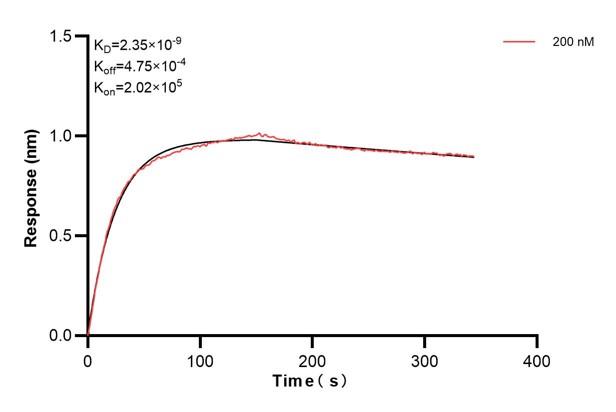 Biolayer interferometry (BLl) kinetic assays of <a class='green' href='/productredirect?CatalogNo=67818-2-Ig' target='_blank'>67818-2-Ig</a> against Human HGS were performed. The affinity constant is 2.35 nM. Affinity and Kinetic Characterization of 67818-2-PBS
