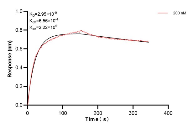 Biolayer interferometry (BLl) kinetic assays of <a class='green' href='/productredirect?CatalogNo=67818-5-Ig' target='_blank'>67818-5-Ig</a> against Human HGS were performed. The affinity constant is 2.95 nM. Affinity and Kinetic Characterization of 67818-5-PBS