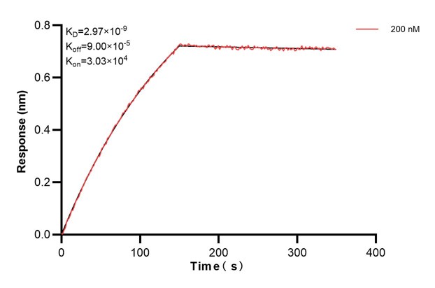Biolayer interferometry (BLl) kinetic assay of <a class='green' href='/productredirect?CatalogNo=67851-3-Ig' target='_blank'>67851-3-Ig</a> against Human RUVBL2 was performed. The affinity constant is 2.97 nM. Affinity and Kinetic Characterization of 67851-3-PBS