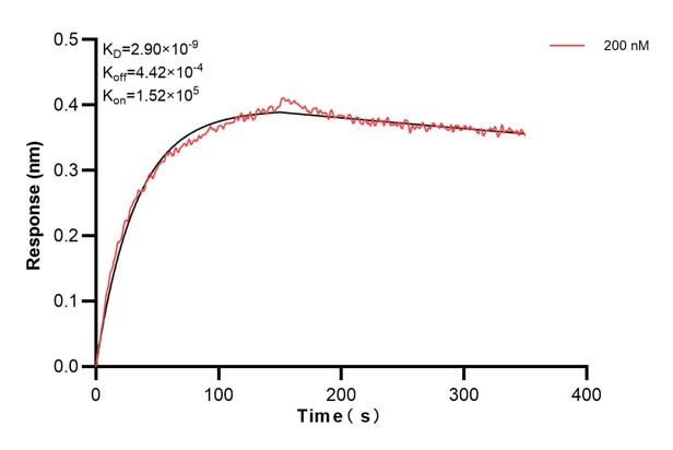 Biolayer interferometry (BLl) kinetic assay of <a class='green' href='/productredirect?CatalogNo=67851-4-Ig' target='_blank'>67851-4-Ig</a> against Human RUVBL2 was performed. The affinity constant is 1.49 nM. Affinity and Kinetic Characterization of 67851-4-PBS