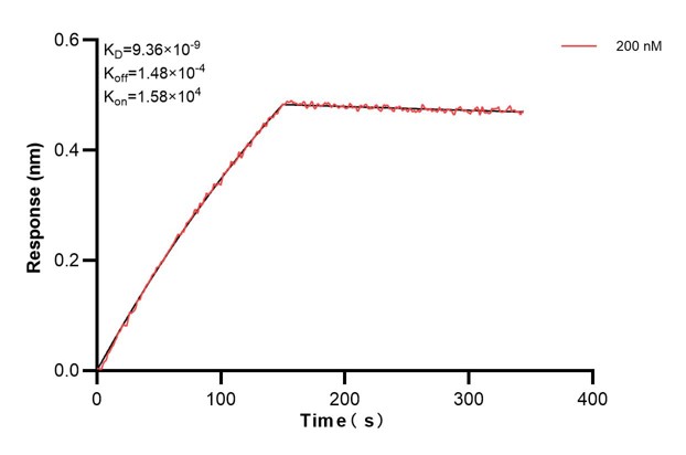 Biolayer interferometry (BLl) kinetic assay of <a class='green' href='/productredirect?CatalogNo=67851-5-Ig' target='_blank'>67851-5-Ig</a> against Human RUVBL2 was performed. The affinity constant is 9.36 nM. Affinity and Kinetic Characterization of 67851-5-PBS