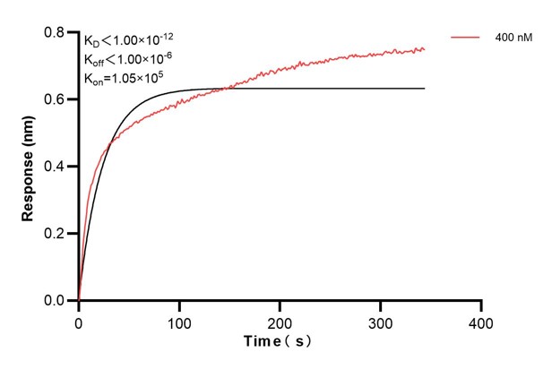 Affinity and Kinetic Characterization of 67913-1-Ig