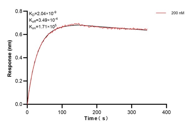 Biolayer interferometry (BLl) kinetic assay of <a class='green' href='/productredirect?CatalogNo=67937-2-Ig' target='_blank'>67937-2-Ig</a> against Human WDR1 was performed. The affinity constant is 2.04 nM. Affinity and Kinetic Characterization of 67937-2-PBS