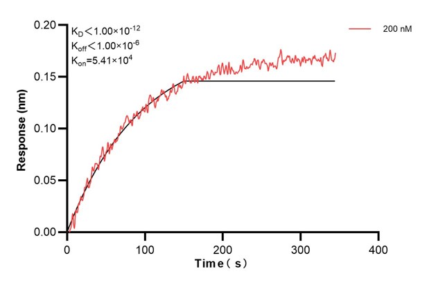 Biolayer interferometry (BLl) kinetic assay of <a class='green' href='/productredirect?CatalogNo=68096-2-Ig' target='_blank'>68096-2-Ig</a> against Human SDCBP was performed. The affinity constant is below 1 pM.. Affinity and Kinetic Characterization of 68096-2-PBS