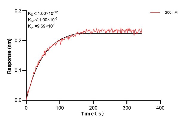 Biolayer interferometry (BLl) kinetic assay of <a class='green' href='/productredirect?CatalogNo=68096-3-Ig' target='_blank'>68096-3-Ig</a> against Human SDCBP was performed. The affinity constant is below 1 pM.. Affinity and Kinetic Characterization of 68096-3-PBS