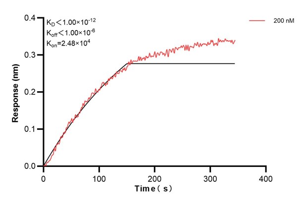 Biolayer interferometry (BLl) kinetic assay of <a class='green' href='/productredirect?CatalogNo=68096-4-Ig' target='_blank'>68096-4-Ig</a> against Human SDCBP was performed. The affinity constant is below 1 pM.. Affinity and Kinetic Characterization of 68096-4-PBS