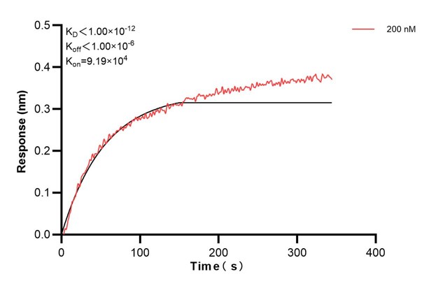 Biolayer interferometry (BLl) kinetic assay of <a class='green' href='/productredirect?CatalogNo=68106-1-Ig' target='_blank'>68106-1-Ig</a> against Human DRP1 was performed. The affinity constant is below 1 pM.. Affinity and Kinetic Characterization of 68106-1-PBS