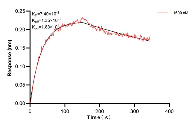 Biolayer interferometry (BLl) kinetic assay of <a class='green' href='/productredirect?CatalogNo=68106-2-Ig' target='_blank'>68106-2-Ig</a> against Human DRP1 was performed. The affinity constant is 74.0 nM.. Affinity and Kinetic Characterization of 68106-2-PBS