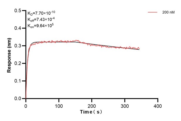 Biolayer interferometry (BLl) kinetic assays of <a class='green' href='/productredirect?CatalogNo=68118-4-Ig' target='_blank'>68118-4-Ig</a> against Human BNIP3L were performed. The affinity constant is 0.77 nM. Affinity and Kinetic Characterization of 68118-4-PBS