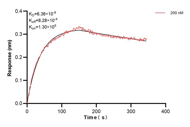 Biolayer interferometry (BLl) kinetic assay of <a class='green' href='/productredirect?CatalogNo=68154-3-Ig' target='_blank'>68154-3-Ig</a> against Human DDAH2 was performed. The affinity constant is 6.36 nM... Affinity and Kinetic Characterization of 68154-3-PBS