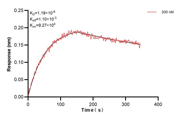 Biolayer interferometry (BLl) kinetic assay of <a class='green' href='/productredirect?CatalogNo=68154-4-Ig' target='_blank'>68154-4-Ig</a> against Human DDAH2 was performed. The affinity constant is 11.9 nM... Affinity and Kinetic Characterization of 68154-4-PBS