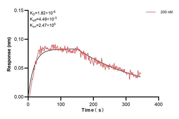 Biolayer interferometry (BLl) kinetic assay of <a class='green' href='/productredirect?CatalogNo=68173-2-Ig' target='_blank'>68173-2-Ig</a> against Human SEPT6 was performed. The affinity constant is 18.2 nM.. Affinity and Kinetic Characterization of 68173-2-PBS