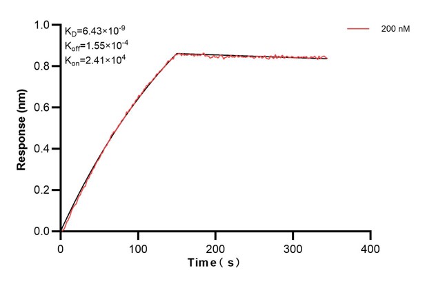 Biolayer interferometry (BLl) kinetic assay of <a class='green' href='/productredirect?CatalogNo=68173-4-Ig' target='_blank'>68173-4-Ig</a> against Human SEPT6 was performed. The affinity constant is 6.43 nM.. Affinity and Kinetic Characterization of 68173-4-PBS