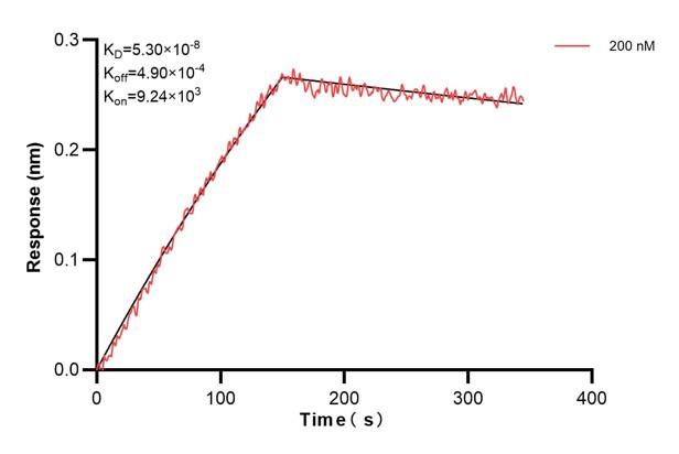 Biolayer interferometry (BLl) kinetic assay of <a class='green' href='/productredirect?CatalogNo=68173-5-Ig' target='_blank'>68173-5-Ig</a> against Human SEPT6 was performed. The affinity constant is 53.0 nM.. Affinity and Kinetic Characterization of 68173-5-PBS