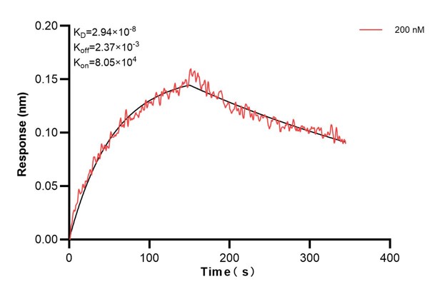 Biolayer interferometry (BLl) kinetic assay of <a class='green' href='/productredirect?CatalogNo=68194-3-Ig' target='_blank'>68194-3-Ig</a> against Human NNT was performed. The affinity constant is 29.4 nM... Affinity and Kinetic Characterization of 68194-3-PBS