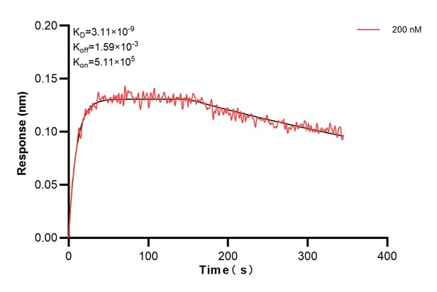 Biolayer interferometry (BLl) kinetic assay of <a class='green' href='/productredirect?CatalogNo=68194-4-Ig' target='_blank'>68194-4-Ig</a> against Human NNT was performed. The affinity constant is 3.11 nM... Affinity and Kinetic Characterization of 68194-4-PBS