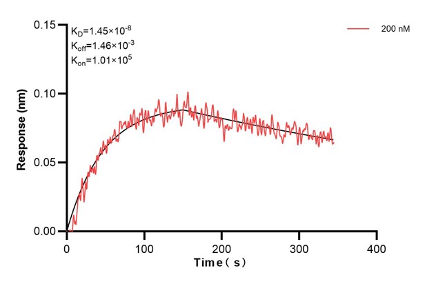 Biolayer interferometry (BLl) kinetic assay of <a class='green' href='/productredirect?CatalogNo=68199-2-Ig' target='_blank'>68199-2-Ig</a> against Human IDH3B was performed. The affinity constant is 14.5 nM.. Affinity and Kinetic Characterization of 68199-2-PBS
