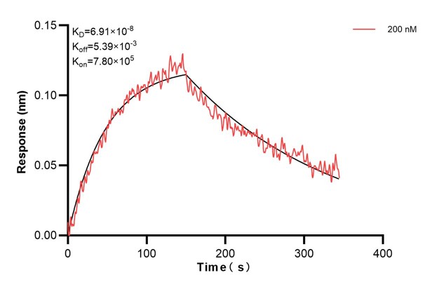 Biolayer interferometry (BLl) kinetic assay of <a class='green' href='/productredirect?CatalogNo=68199-4-Ig' target='_blank'>68199-4-Ig</a> against Human IDH3B was performed. The affinity constant is 69.1 nM.. Affinity and Kinetic Characterization of 68199-4-PBS