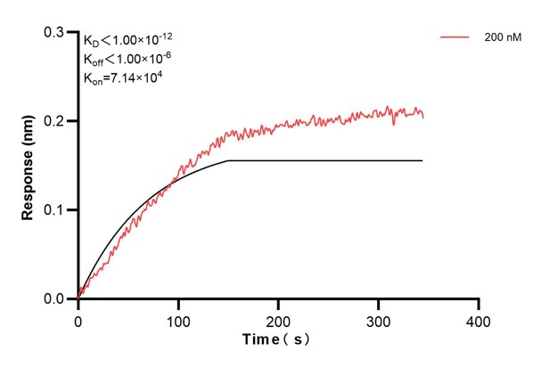 Biolayer interferometry (BLl) kinetic assay of <a class='green' href='/productredirect?CatalogNo=68204-2-Ig' target='_blank'>68204-2-Ig</a> against Human ARF4 was performed. The affinity constant is below 1 pM... Affinity and Kinetic Characterization of 68204-2-PBS