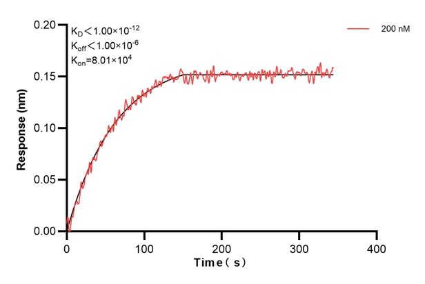 Biolayer interferometry (BLl) kinetic assay of <a class='green' href='/productredirect?CatalogNo=68204-3-Ig' target='_blank'>68204-3-Ig</a> against Human ARF4 was performed. The affinity constant is below 1 pM... Affinity and Kinetic Characterization of 68204-3-PBS