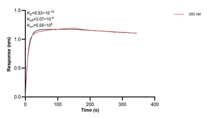 Affinity and Kinetic Characterization of 68262-1-PBS Affinity and Kinetic Characterization of 68262-1-PBS
