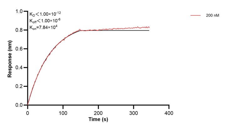 Affinity and Kinetic Characterization of 68299-5-PBS Affinity and Kinetic Characterization of 68299-5-PBS