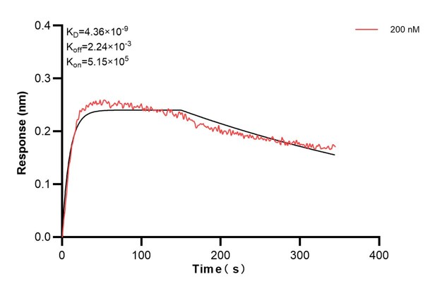 Biolayer interferometry (BLl) kinetic assays of <a class='green' href='/productredirect?CatalogNo=68330-2-Ig' target='_blank'>68330-2-Ig</a> against Human EPS8L2 were performed. The affinity constant is 4.36 nM. Affinity and Kinetic Characterization of 68330-2-PBS