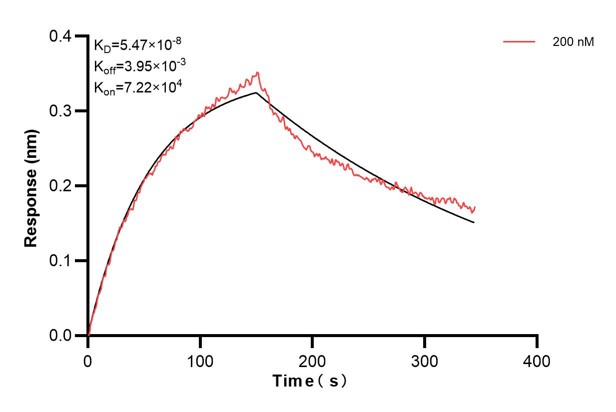 Biolayer interferometry (BLl) kinetic assays of <a class='green' href='/productredirect?CatalogNo=68330-3-Ig' target='_blank'>68330-3-Ig</a> against Human EPS8L2 were performed. The affinity constant is 5.47 nM. Affinity and Kinetic Characterization of 68330-3-PBS