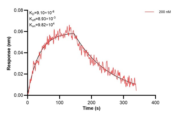 Affinity and Kinetic Characterization of 68346-2-PBS Affinity and Kinetic Characterization of 68346-2-PBS