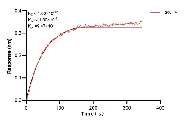 Biolayer interferometry (BLl) kinetic assay of <a class='green' href='/productredirect?CatalogNo=68364-2-Ig' target='_blank'>68364-2-Ig</a> against Human DSP was performed. The affinity constant is below 1 pM... Affinity and Kinetic Characterization of 68364-2-PBS