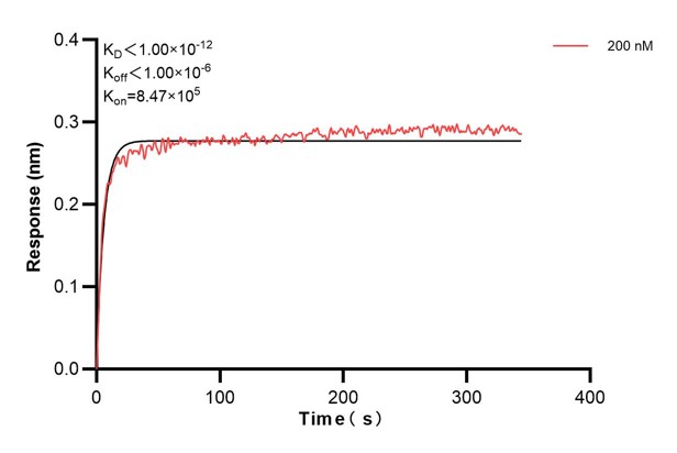 Biolayer interferometry (BLl) kinetic assay of <a class='green' href='/productredirect?CatalogNo=68448-2-Ig' target='_blank'>68448-2-Ig</a> against Human Aquaporin 4 was performed. The affinity constant is below 1 pM.. Affinity and Kinetic Characterization of 68448-2-PBS