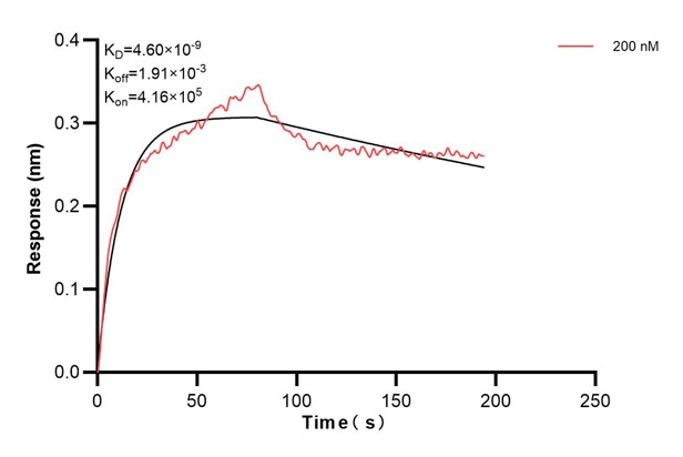 Biolayer interferometry (BLl) kinetic assays of <a class='green' href='/productredirect?CatalogNo=68450-2-Ig' target='_blank'>68450-2-Ig</a> against Human OTUD6B were performed. The affinity constant is 4.60 nM. Affinity and Kinetic Characterization of 68450-2-PBS